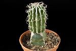 Euphorbia columnaris H. Cm 7 D. 4 € 31,00